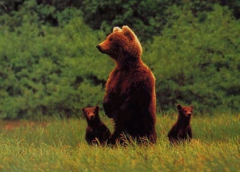 Quel est ton animal sauvage pref.