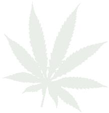 Pour ou contre le canna